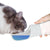 Pet Water Bottle Drinking Travel - BPA Free Cup for Dogs and Cats from NSE Imports #36.