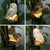 Solar Powered Owl LED Lawn Light: Waterproof, Cute, and Practical Garden Ornament from NSE Imports #7.